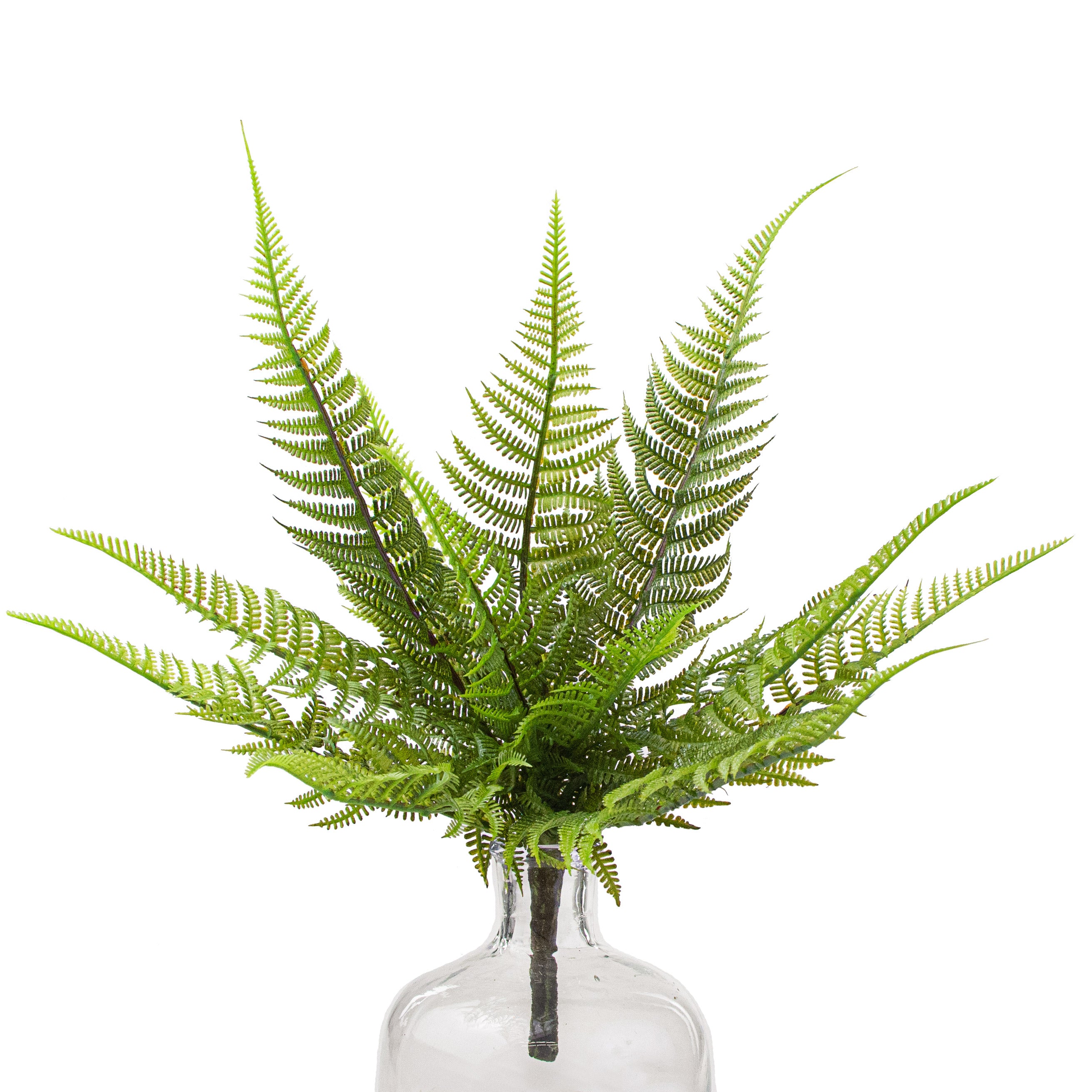 14" Wild Fern Bush Item Number: PF1700