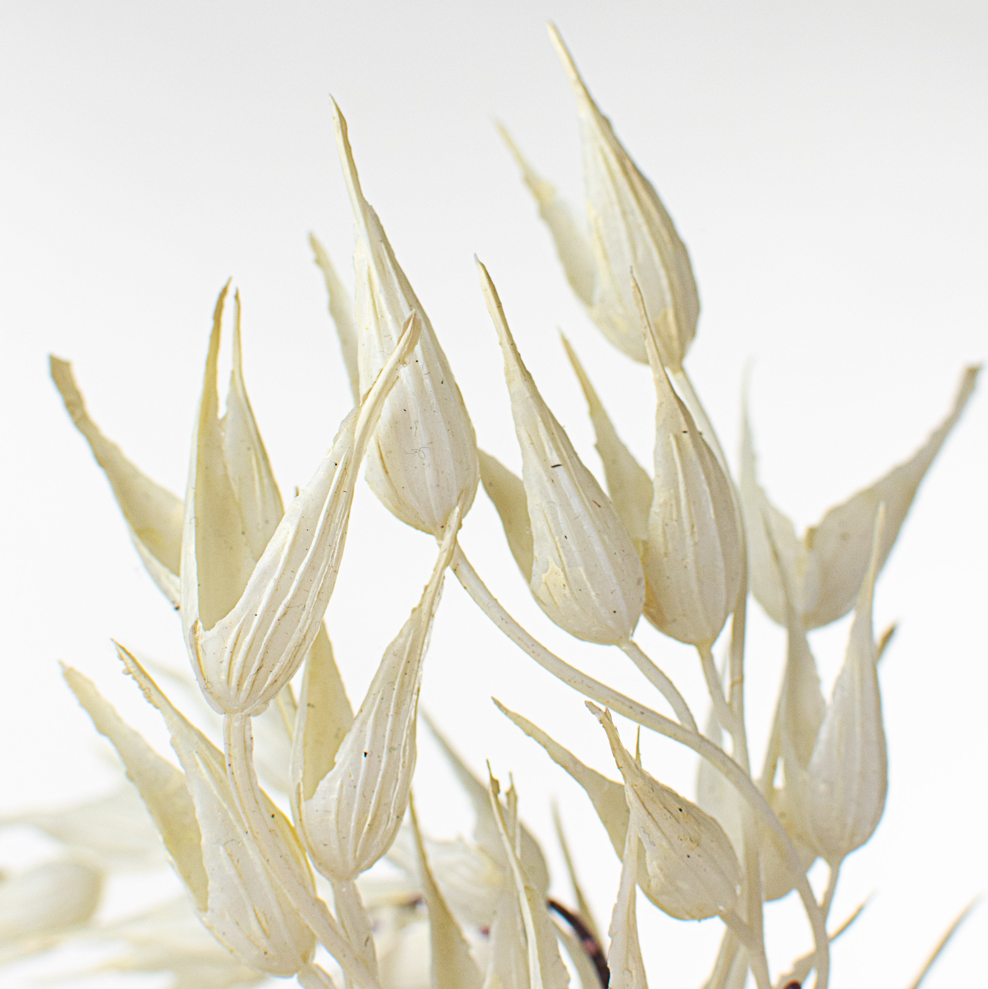 40" Wild Oats Spray: Cream Lifestyle Photo