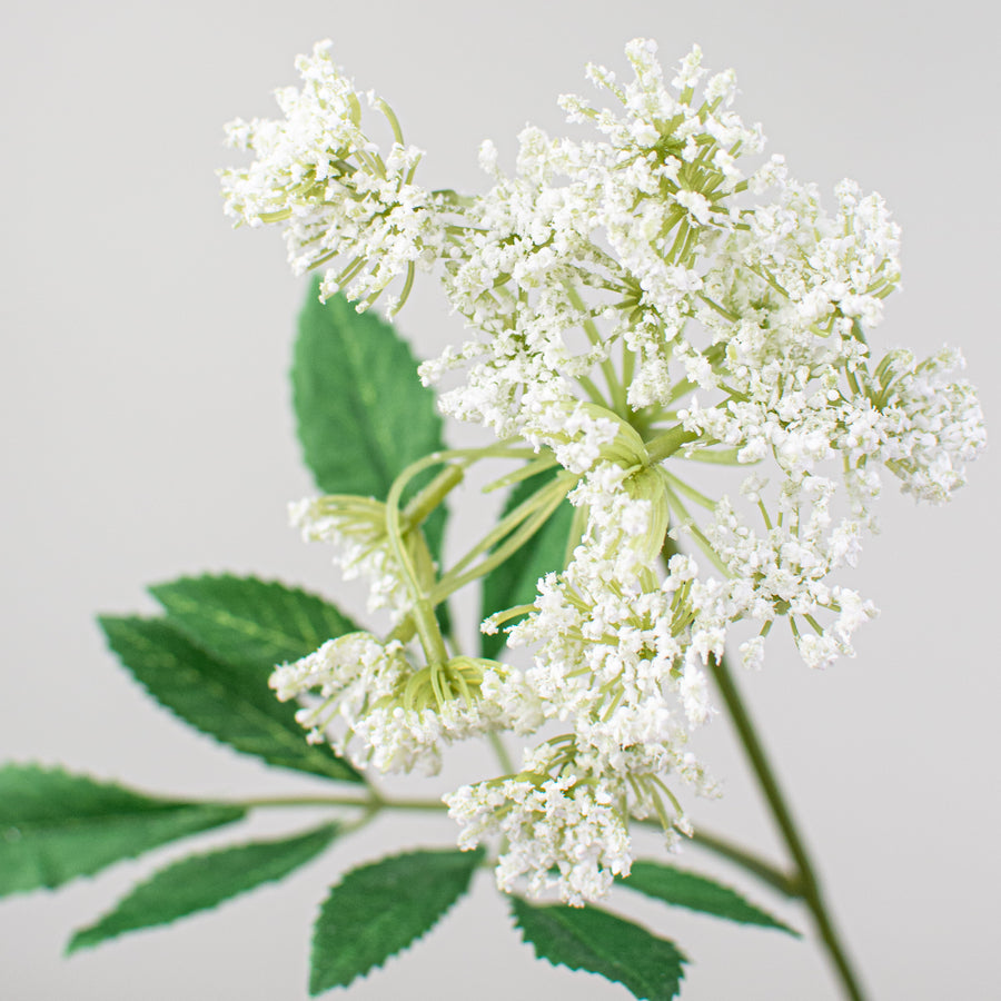 27" Wild Queen Ann's Lace Spray Lifestyle Photo