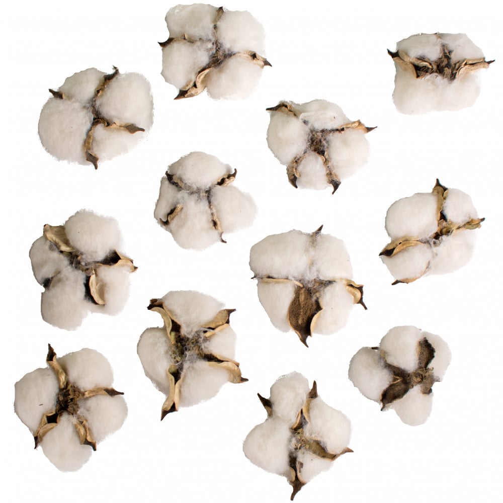 10 pods The Country House Collection Cotton Bolls Bunch