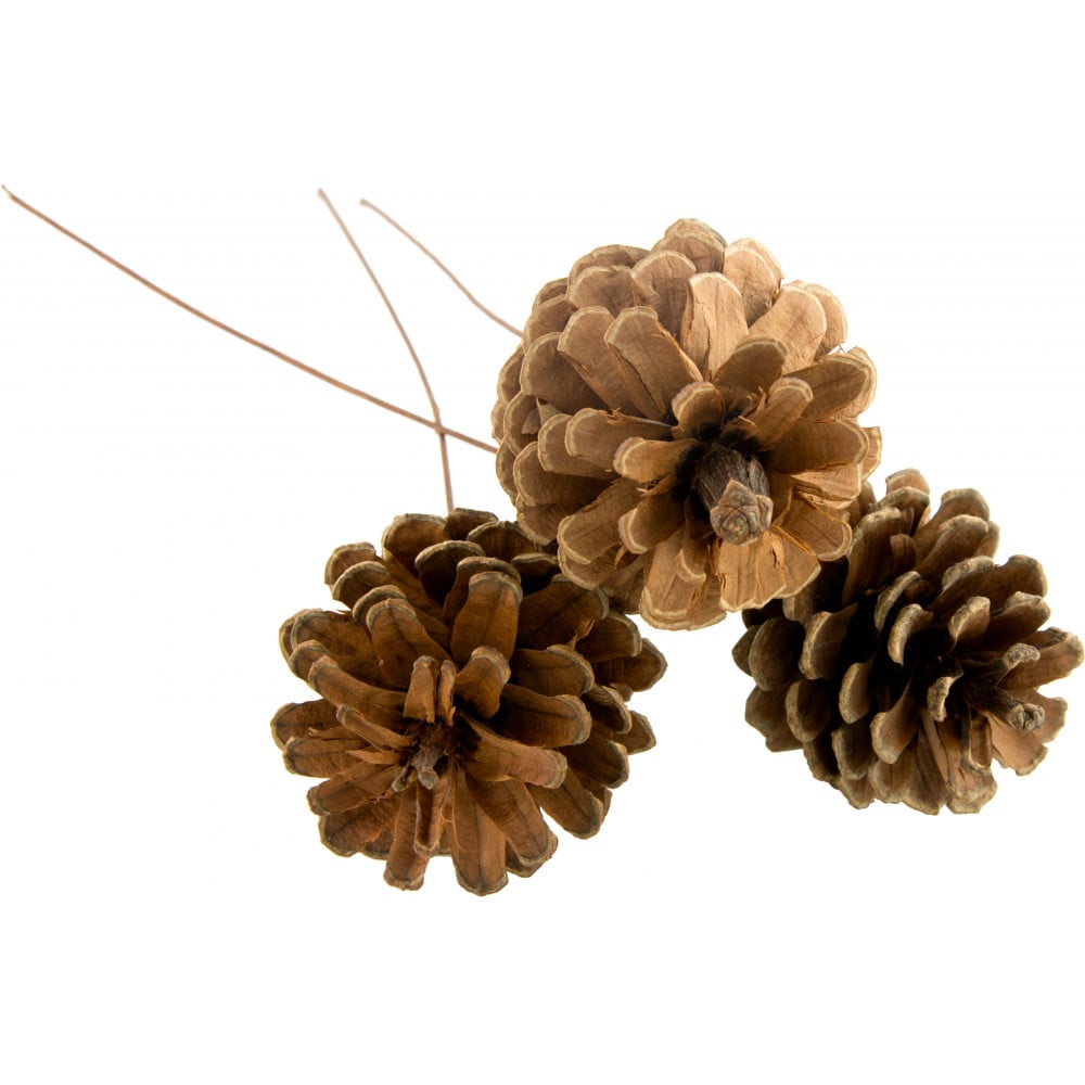 Floral Home Lacquered Pine Cones Picks 2.5 Set of 12